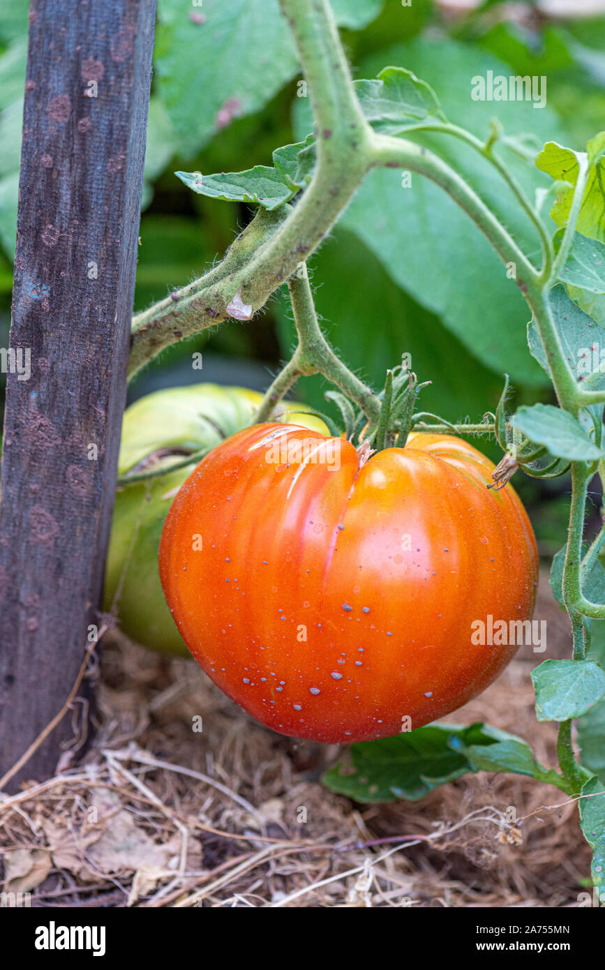 Tomatoes &lsquo;Coeur de boeuf&rsquo; in an organic garden, summer, Moselle, France