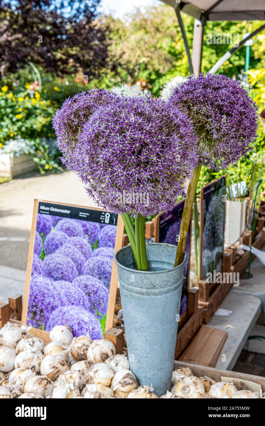 Allium Globemaster Bulbs - 2 Pack, Large Purple Flowering Onion Bulbs For Garden Planting
