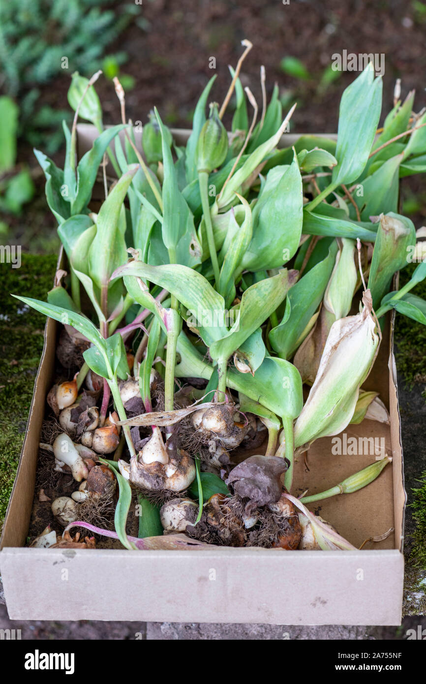 Tulip Bulbs (Tulipa sp) unearthed after flowering for spring storage