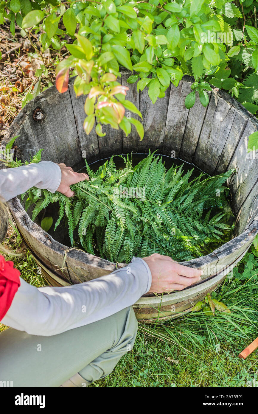 Realization of a manure of ferns Stock Photo Alamy