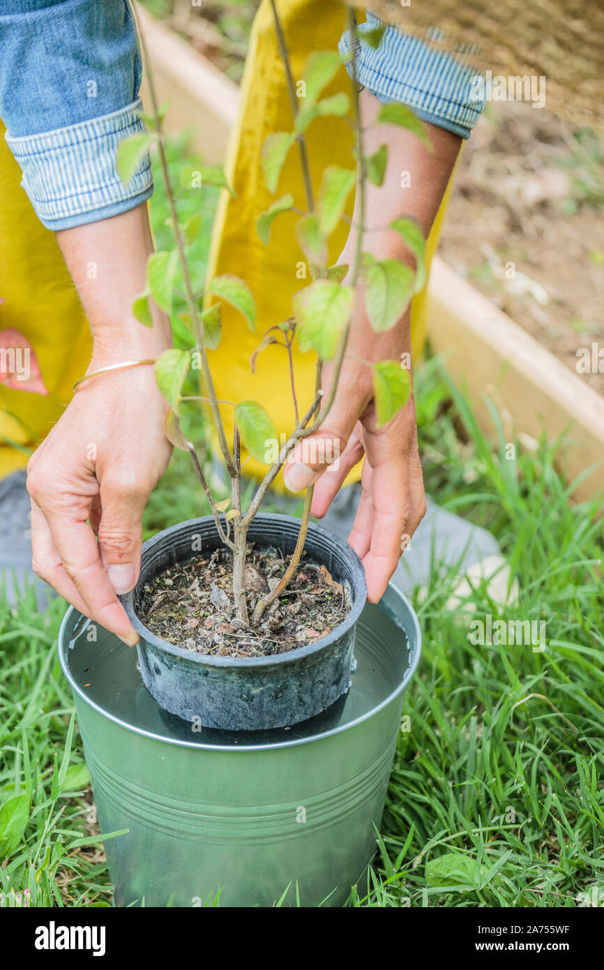 Planting a sage step by step Soak the root ball Stock Photo Alamy