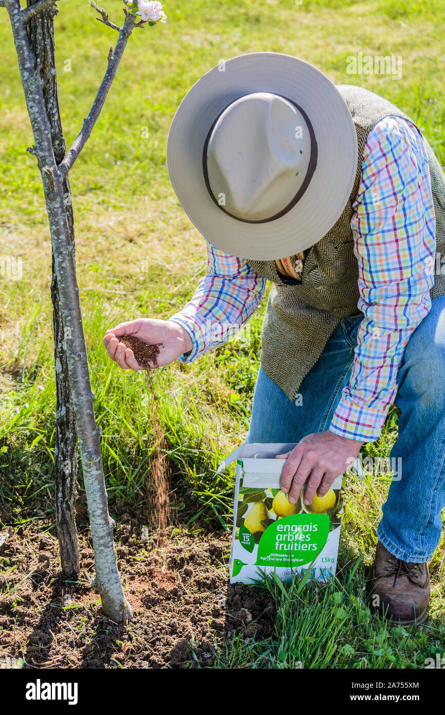 Fertilizer feed at the foot of an apple tree. 1 Spread fertilizer on