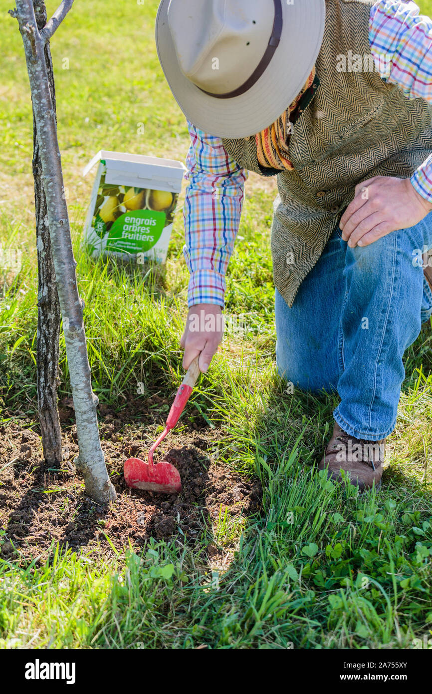 Fertilizer Feed At The Foot Of An Apple Tree 2 Scratch To Incorporate The Fertilizer And Make It Penetrate The Ground Feeding A Fruit Tree Is Often Stock Photo Alamy