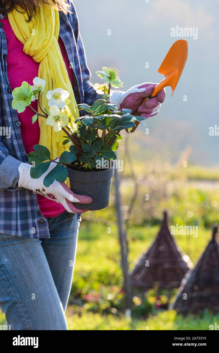 Hellebores and pot hires stock photography and images Alamy