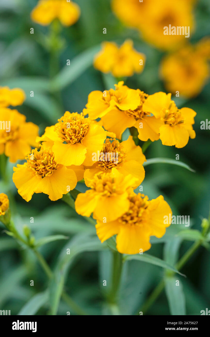 Mexican marigold (Tagetes lucida) flowers Stock Photo