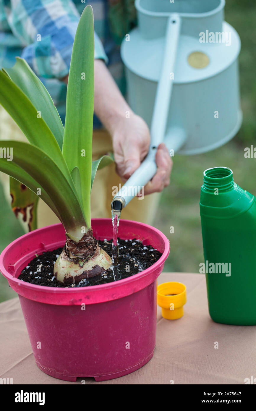 Make a Amaryllis (Hippeastrum sp) bloom again. 4 Fertilize Stock Photo Alamy