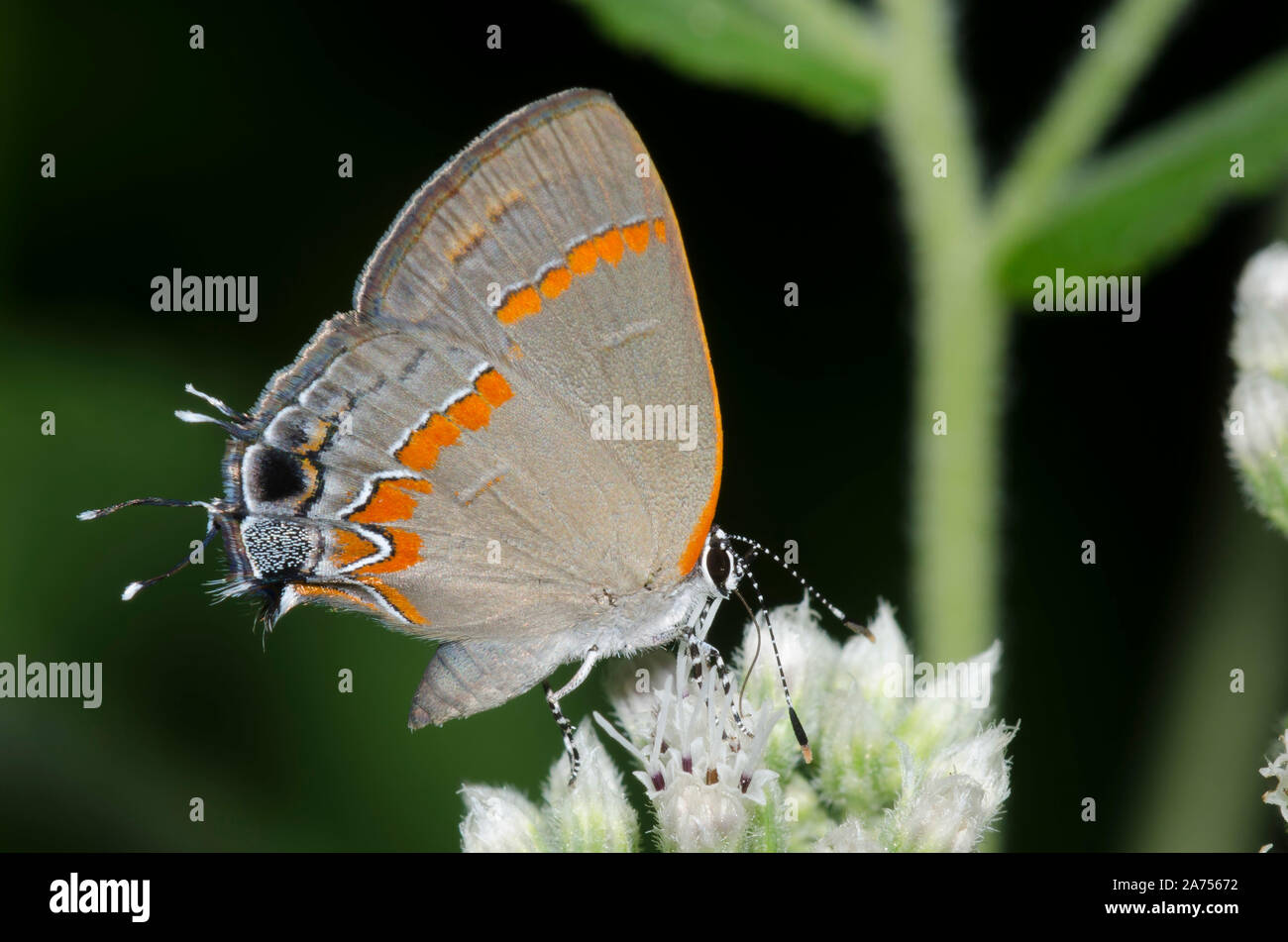 Red-banded Hairstreak, Calycopis cecrops, nectaring from mist flower, Conoclinium sp. Stock Photo