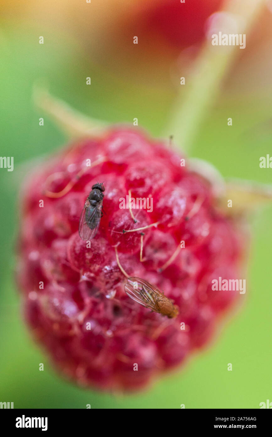 Spotted-winged Drosophila (Drosophila suzukii) on raspberry. This Drosophila (here, two female individuals) lays in intact fruits and even before matu Stock Photo