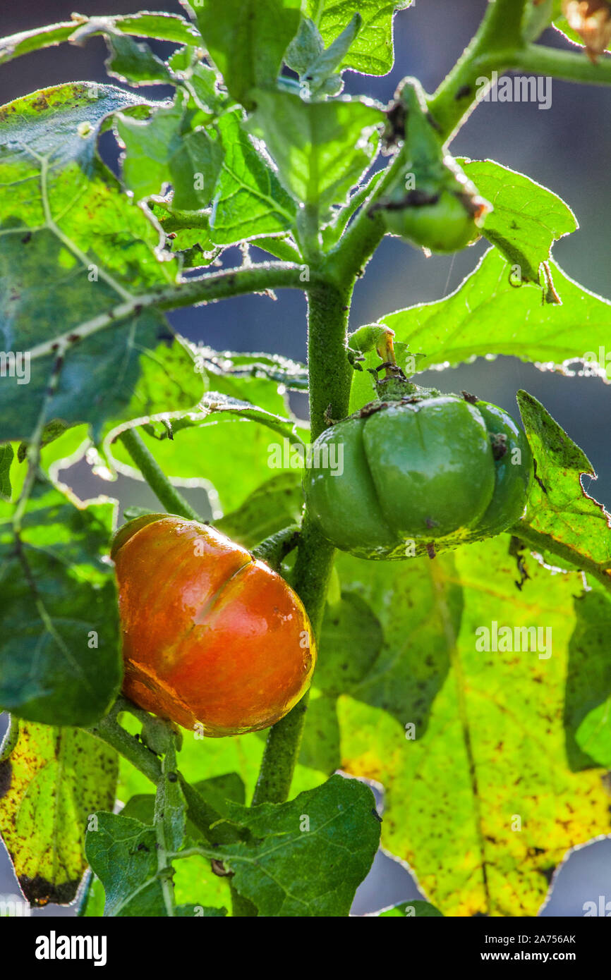 African eggplant 'N'drowa Issia', with berries Stock Photo - Alamy