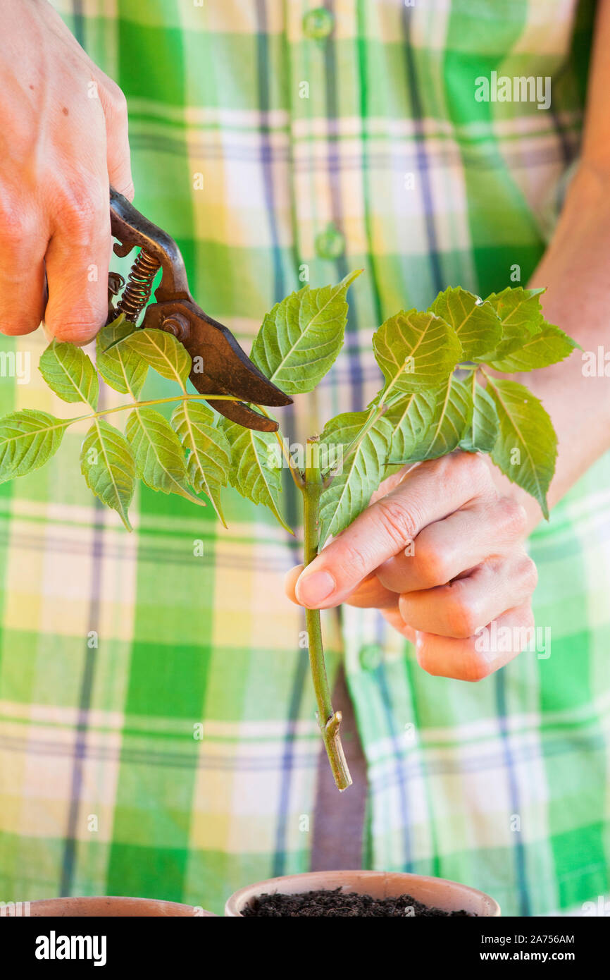 Cutting the bignone (Campsis radicans) 3. Reduce the leaf area Stock Photo