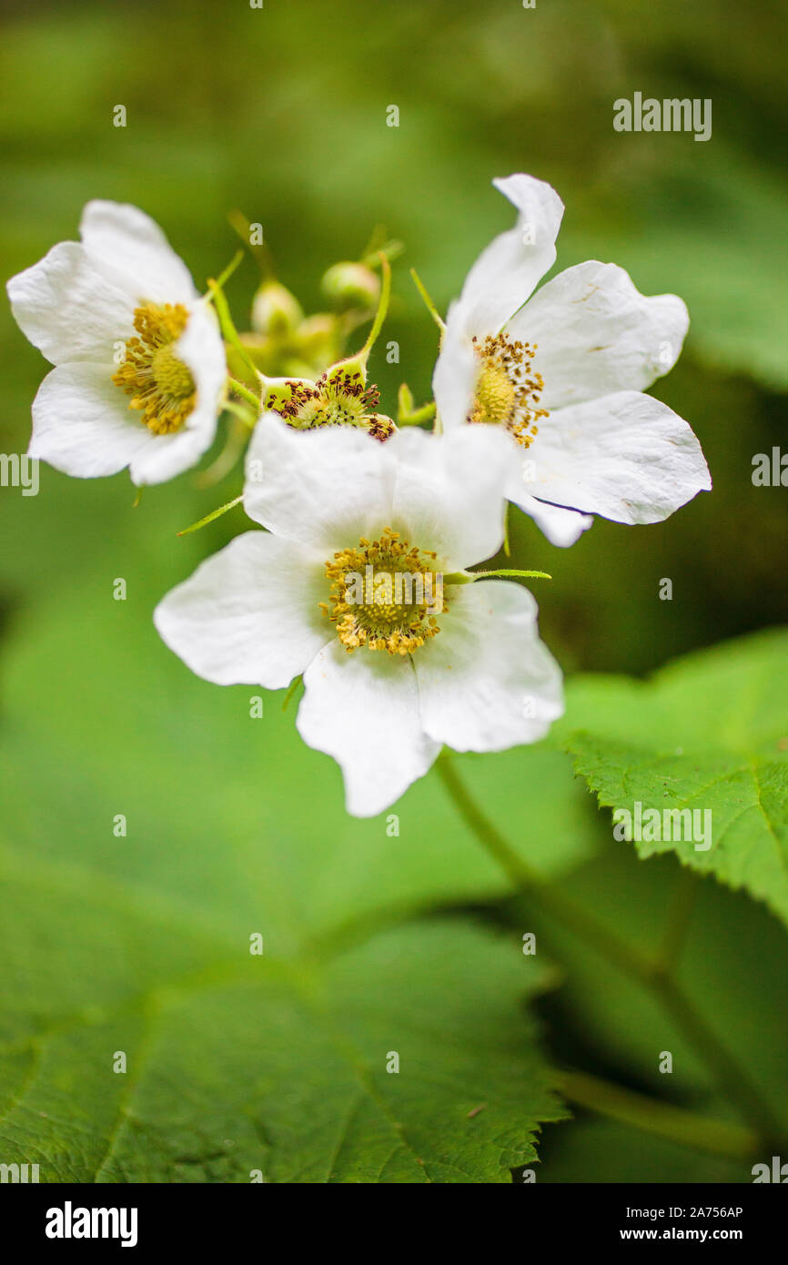 Flowering bramble (Rubus tridel) 'Benenden' Stock Photo