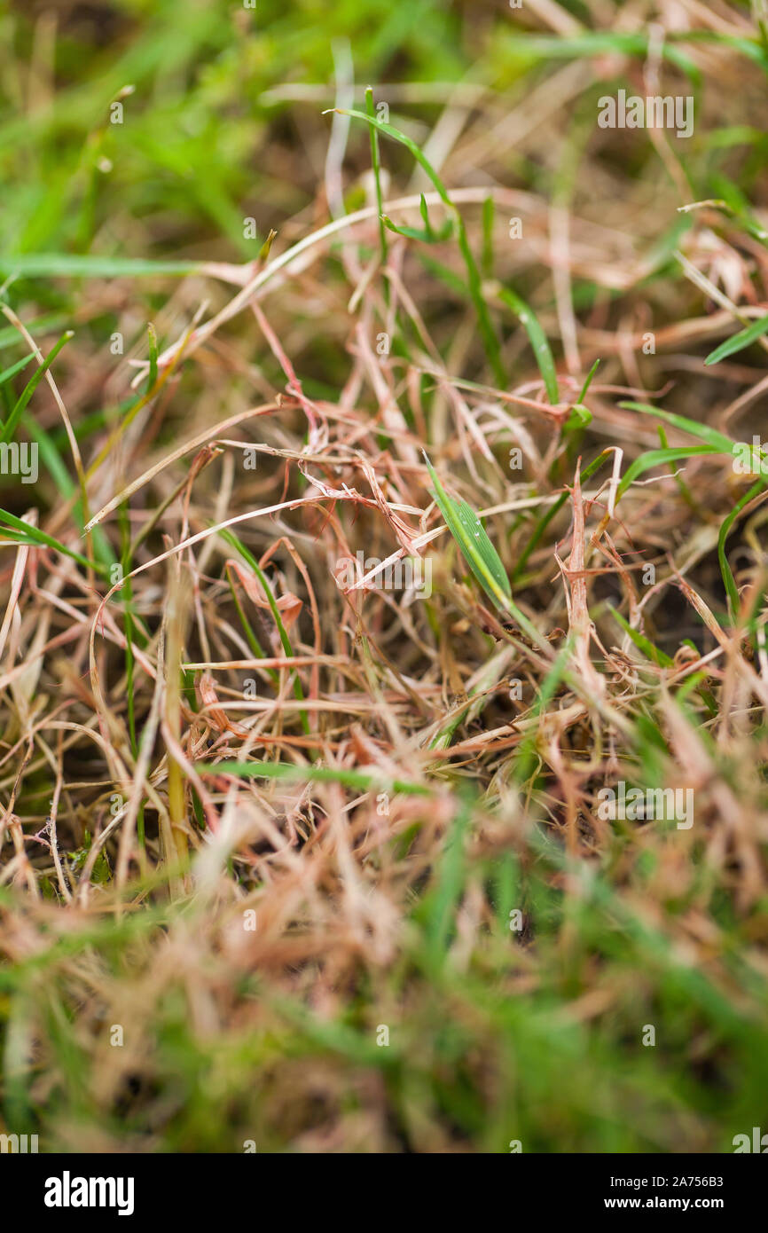 Disease of the red thread in the turf. Disease of the red thread in the turf: the strands turn red and twist. Caused by the fungus Corticium (Corticiu Stock Photo