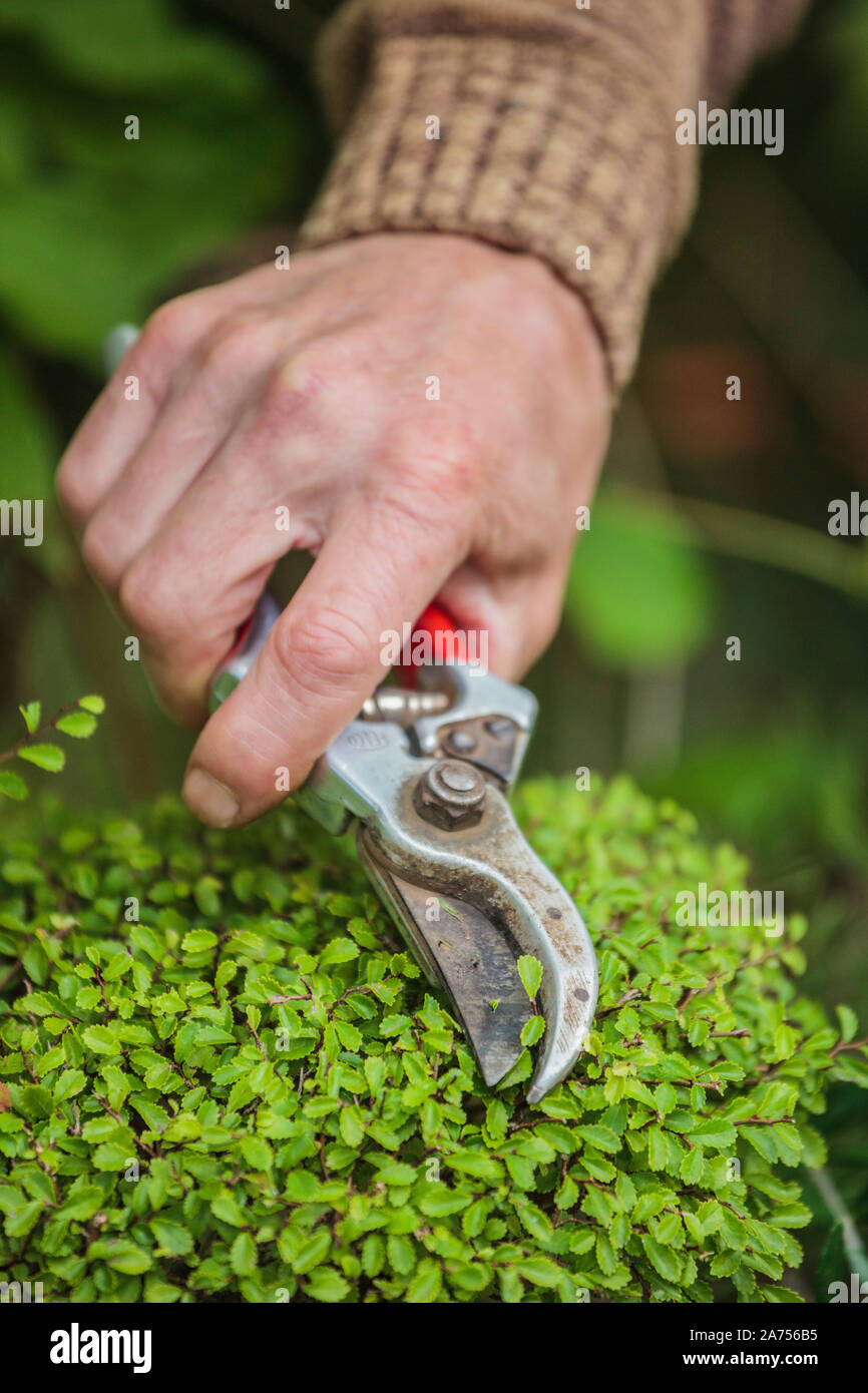 Chinese Elm Bonsai High Resolution Stock Photography and Images Alamy