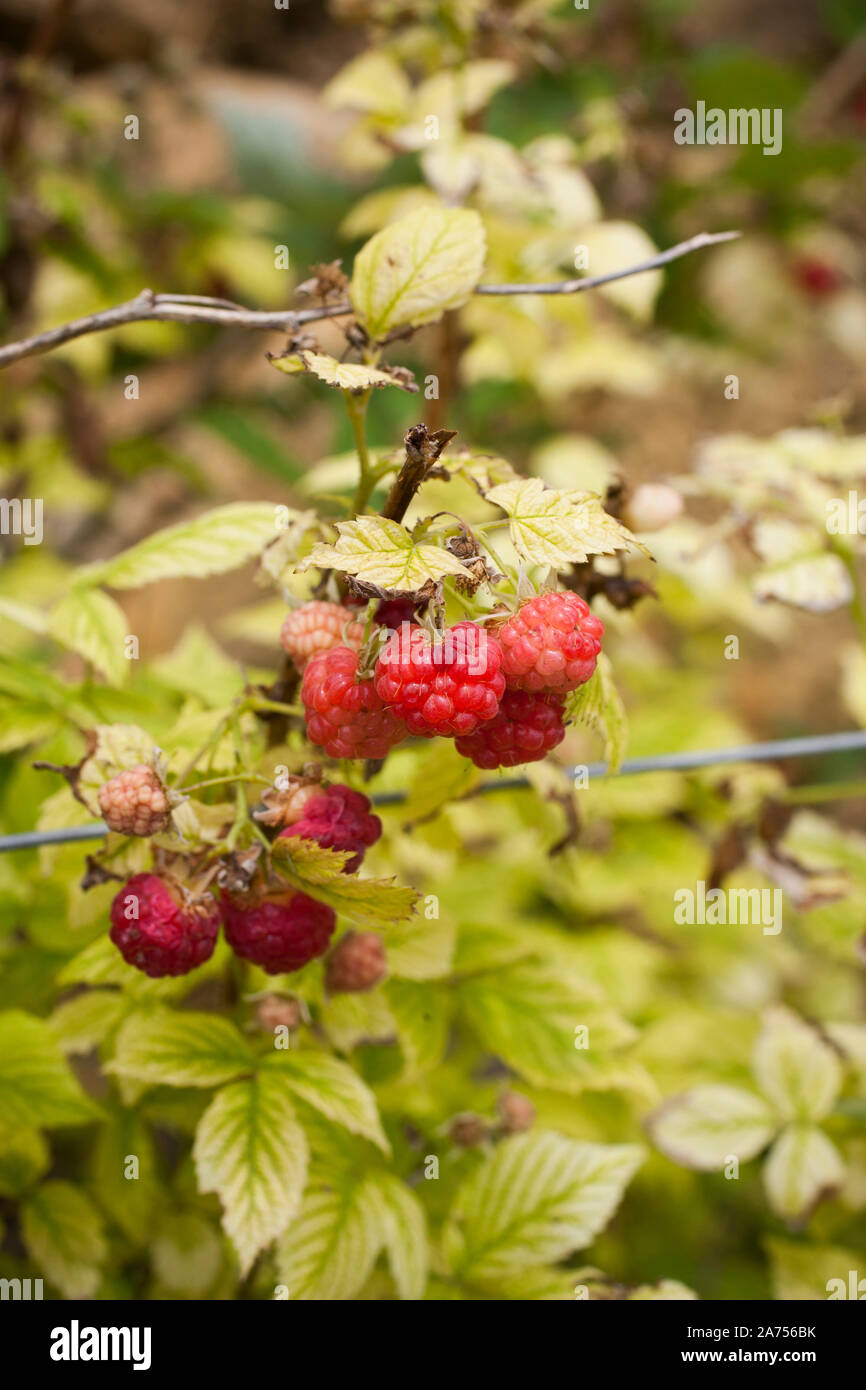 Raspberry tree with chlorosis. In soils where there is a lot of active limestone, raspberry bleaches. Stock Photo