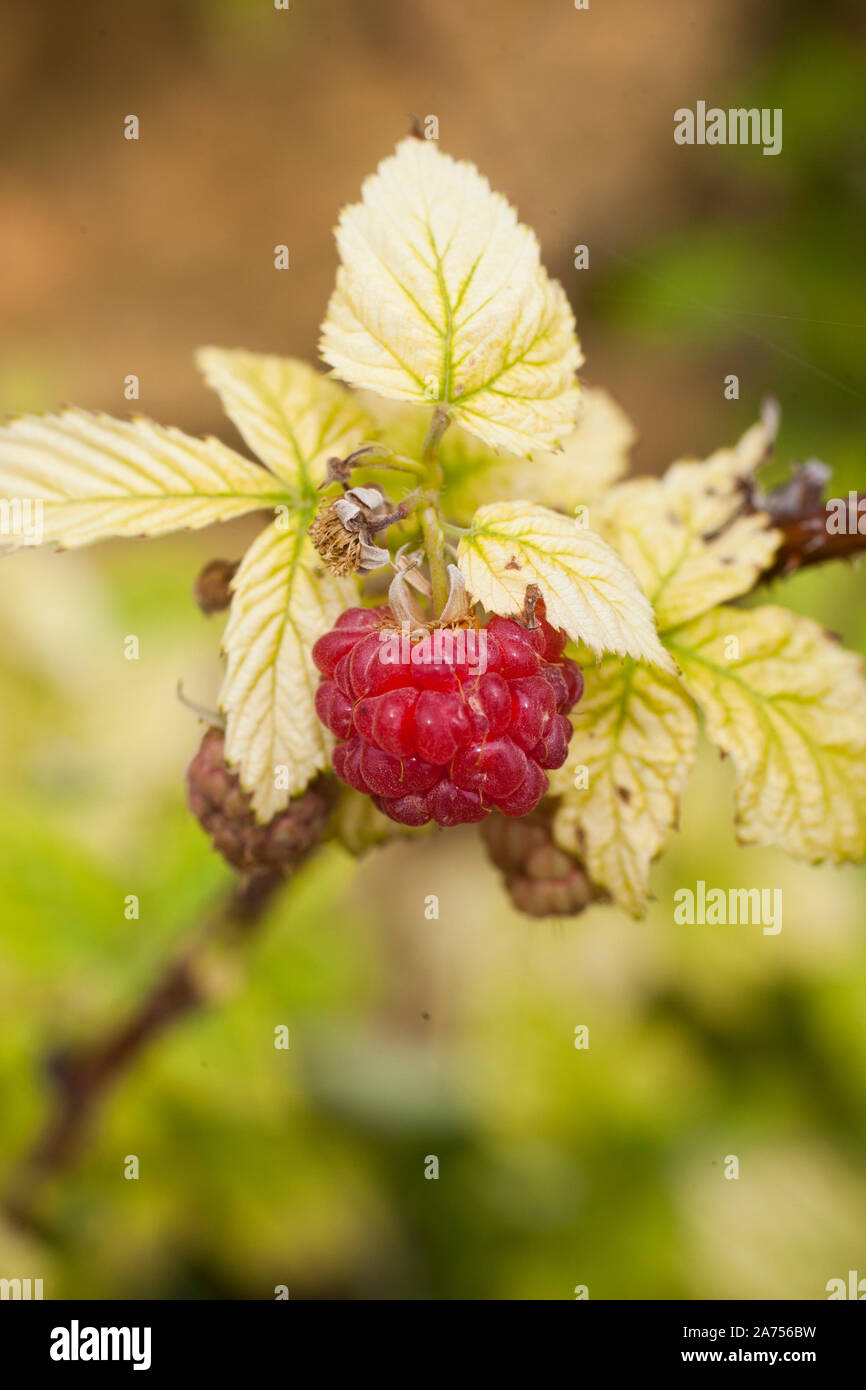 Raspberry tree with chlorosis. In soils where there is a lot of active ...