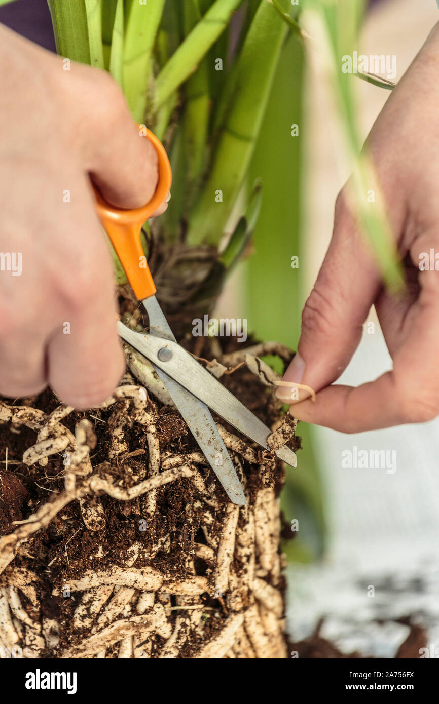 Dry Cymbidium orchid root cutting during potting Stock Photo Alamy