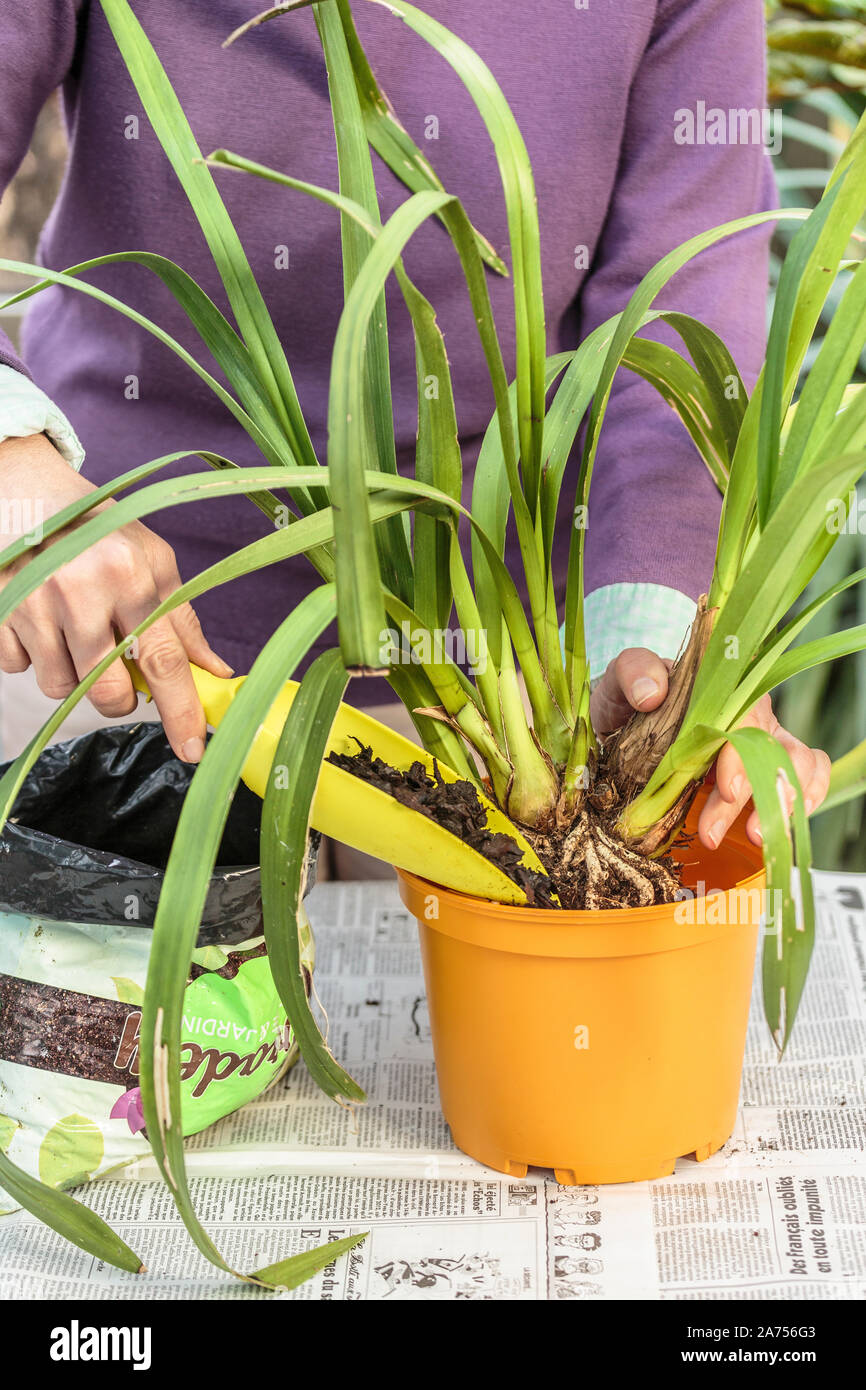 Cymbidium orchid potting Stock Photo Alamy