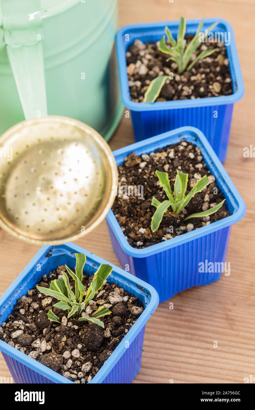 Cuttings of Spanish Wallflower (Erysimum linifolium Stock Photo Alamy