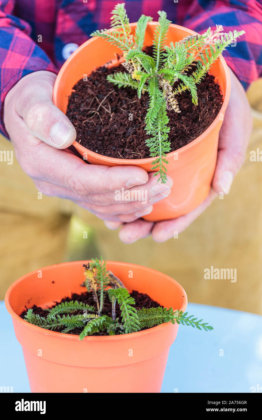 Multiplication (regeneration) of a clump of milfoil (Achillea millefolium) aging in step by step. 5: potted. Stock Photo