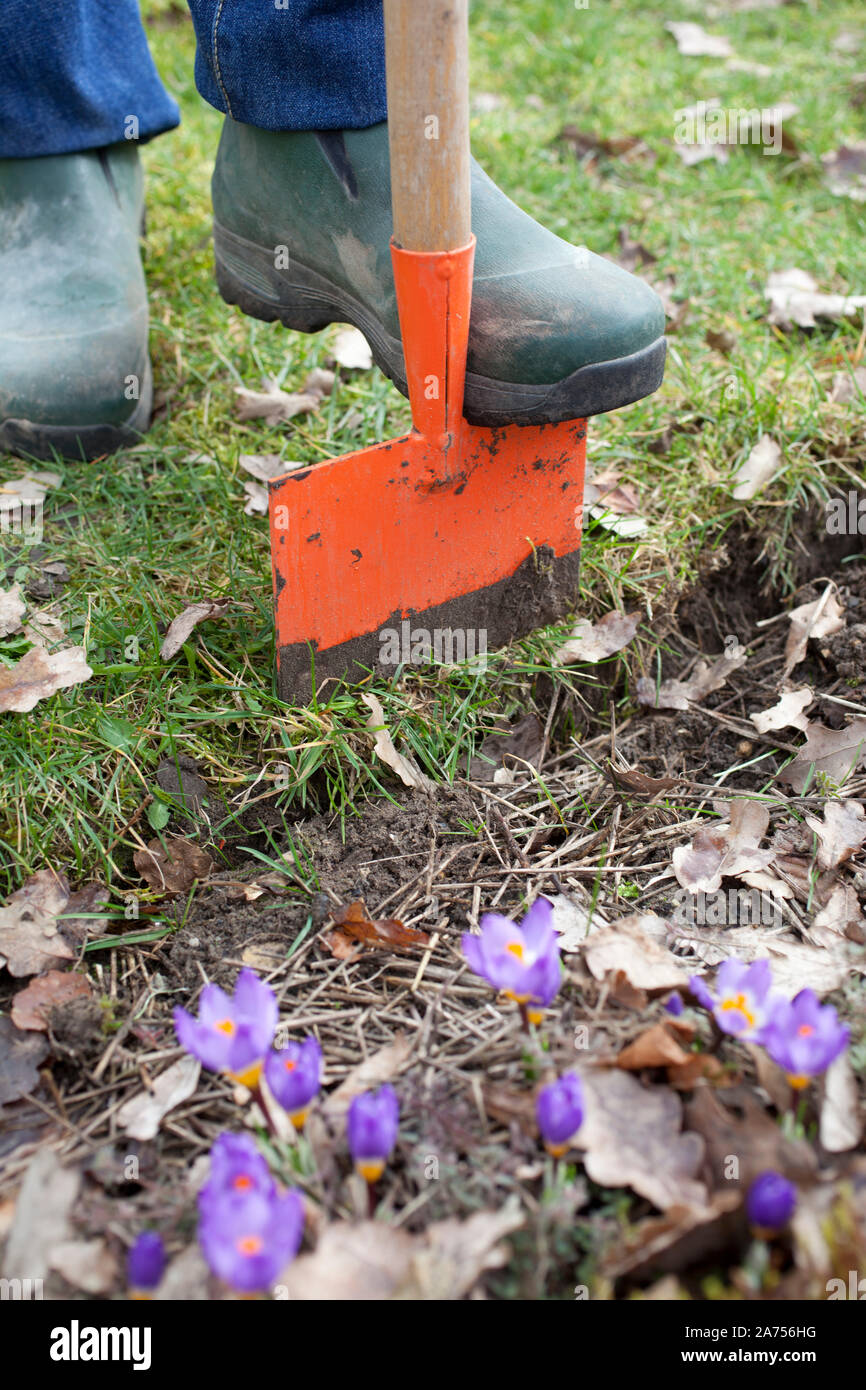 Repeat the edges of the lawn with an edging. The grass is cut with a special spade called edger
