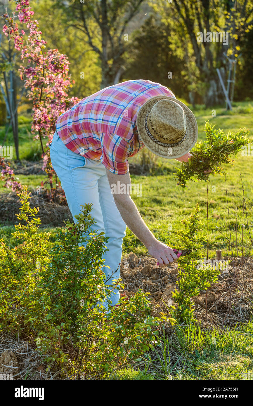 Hedge clippers and cut out hires stock photography and images Alamy