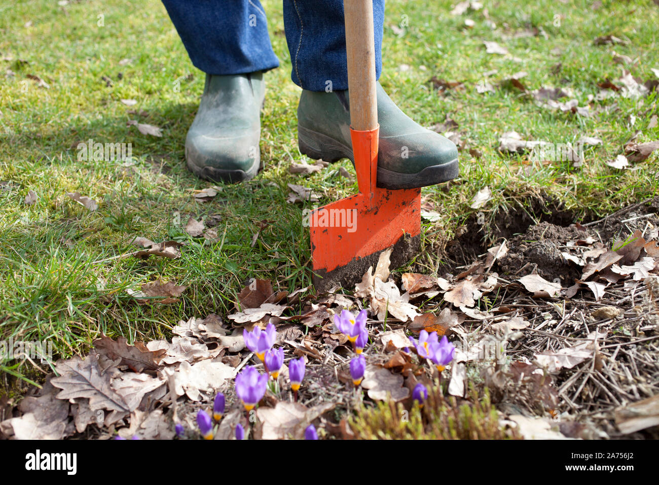 Repeat the edges of the lawn with an edging. The grass is cut with a