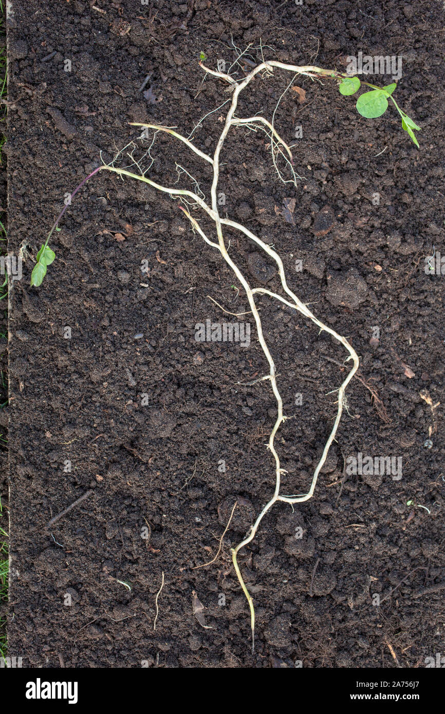 Hedge Roots Stock Photos Hedge Roots Stock Images Alamy