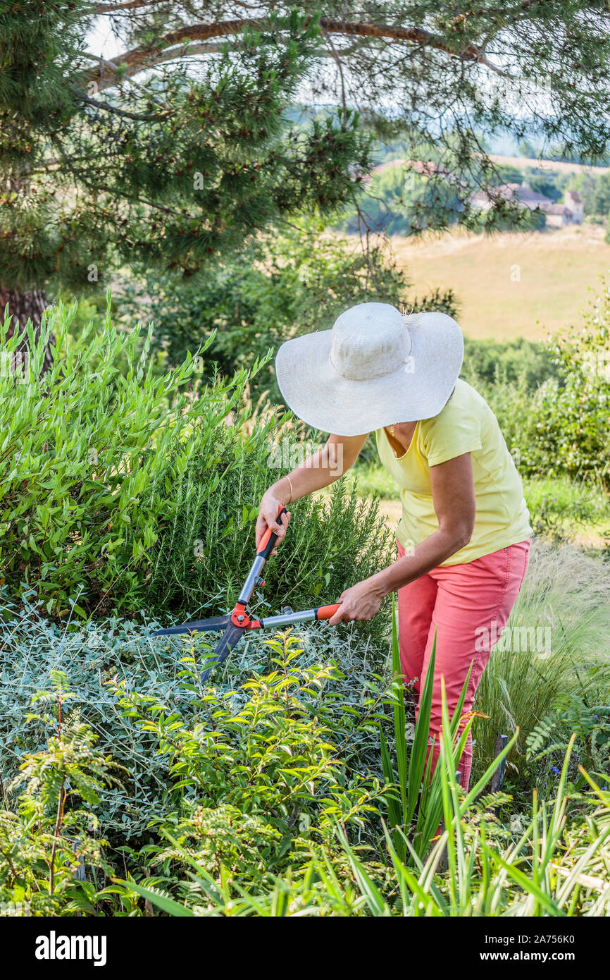 Woman pruning shrubs in summer Stock Photo Alamy