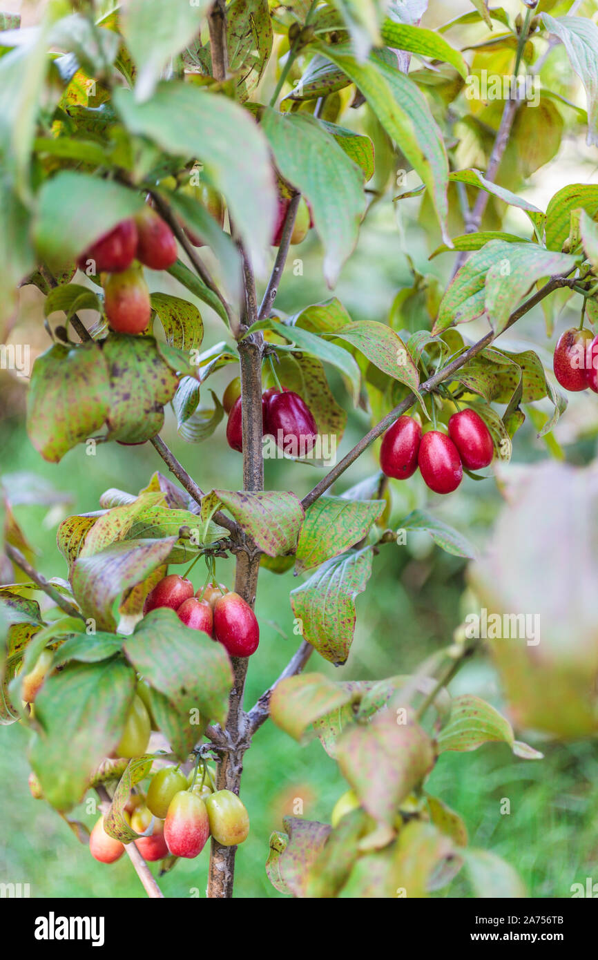 Cornelian cherry (Cornus mas) 'Jolico' in fruits Stock Photo