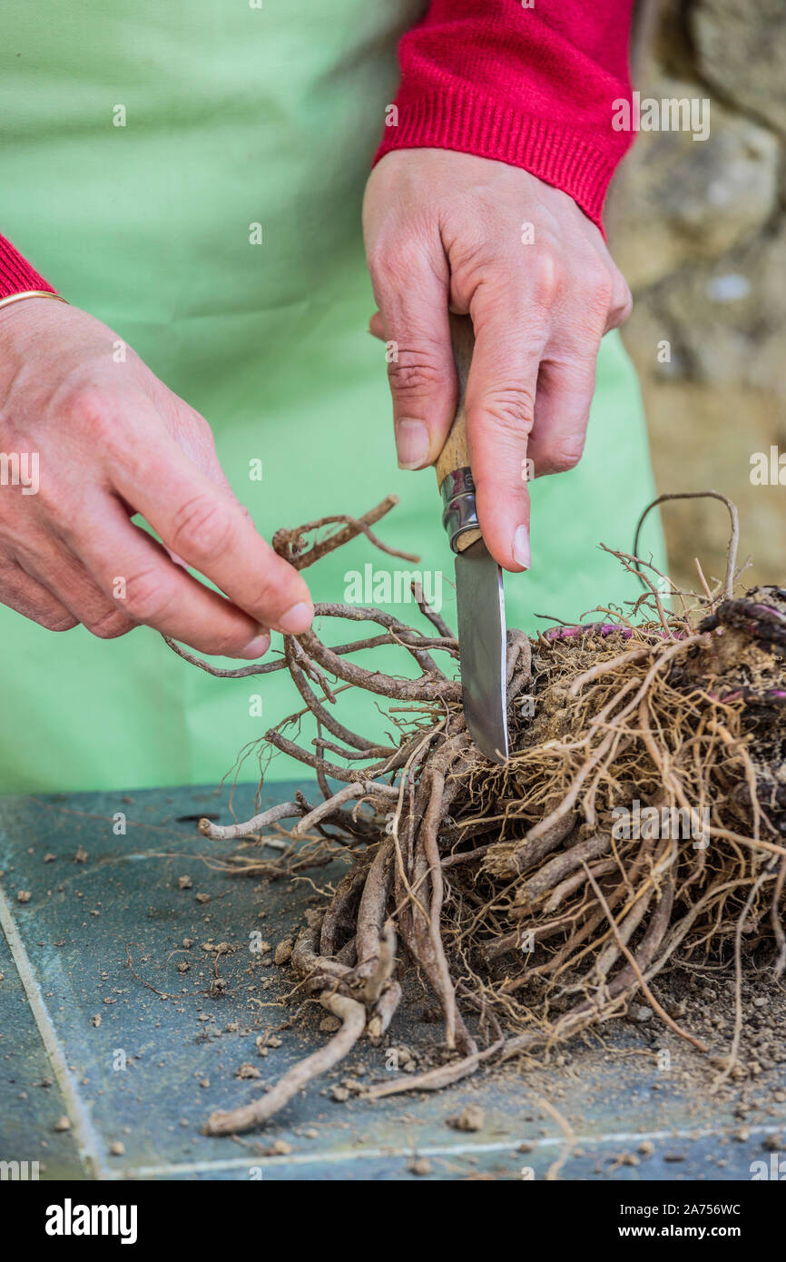 Cutting root of Thistle (Echinops ritro) step by step. 2 Select the
