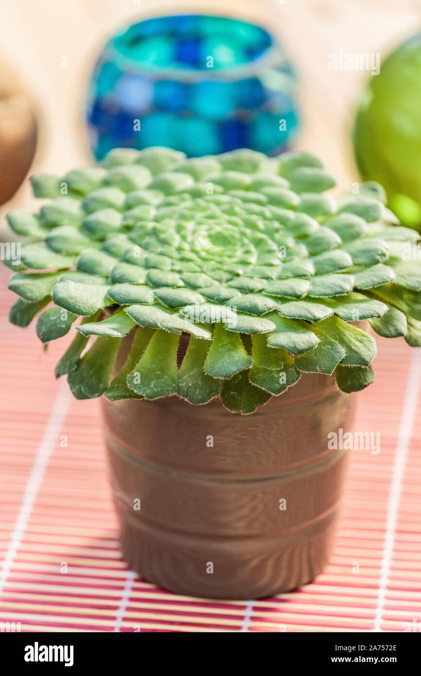 Flat-topped aeonium in pot, indoors Stock Photo