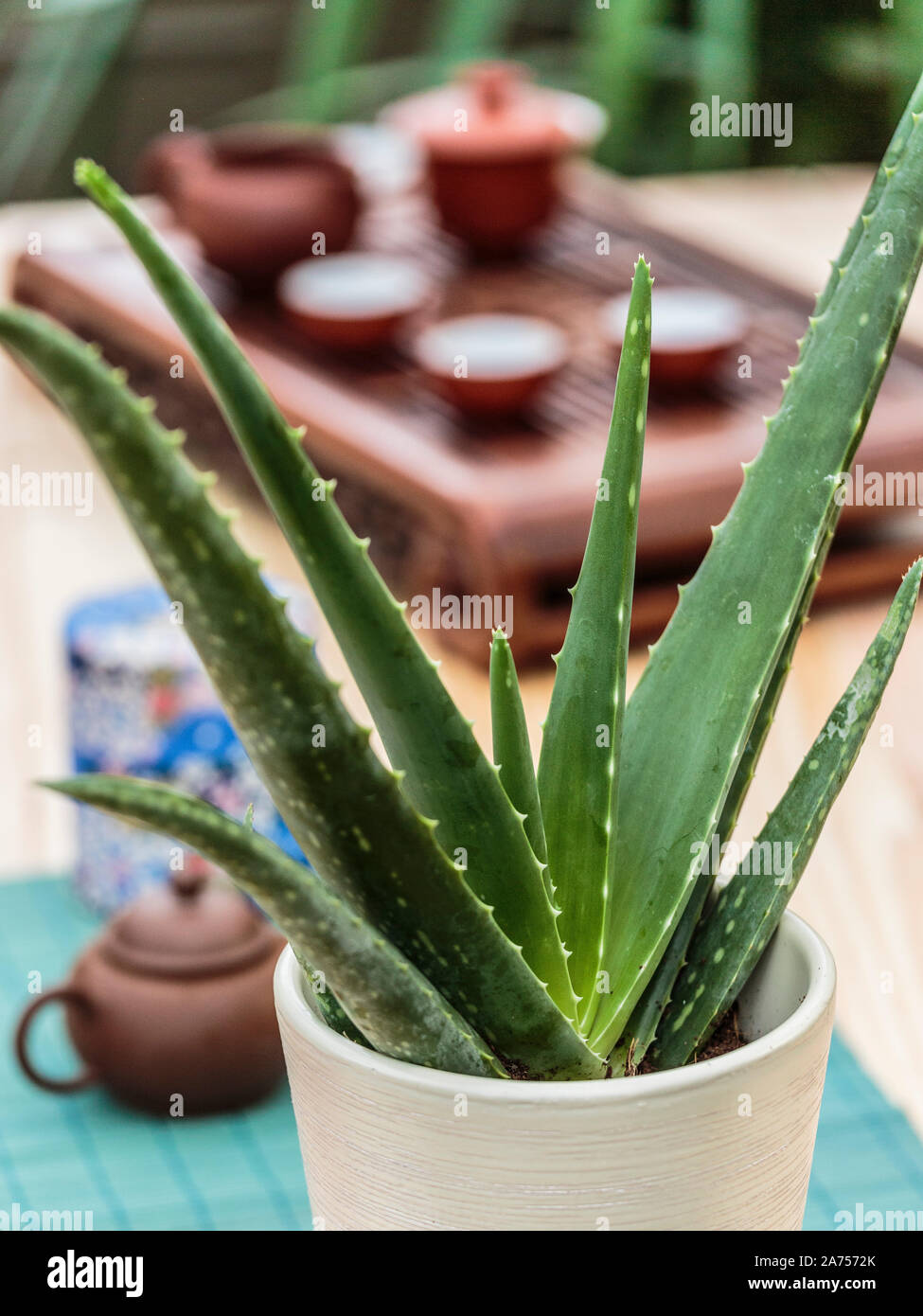Aloe vera in pot, indoors Stock Photo Alamy