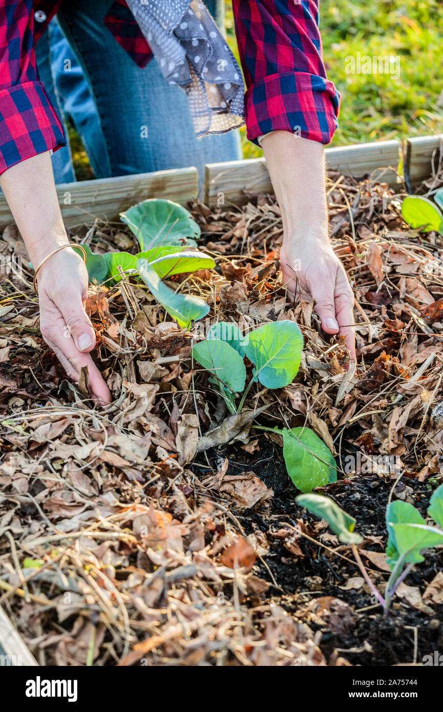 Mulching cabbage cabbage (Brassica oleracea capitata) after planting