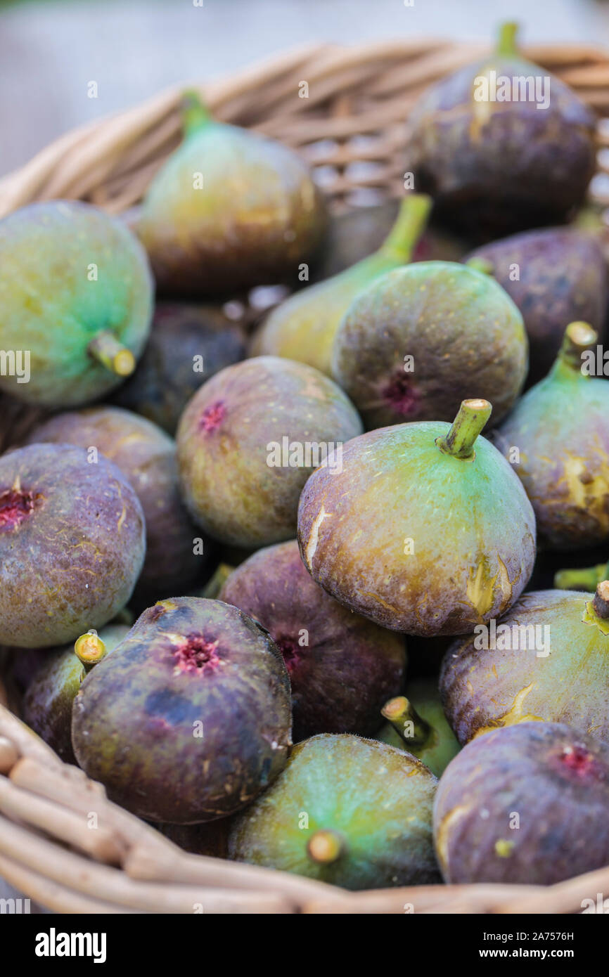 Autumn figs picked from a basket. Late figs are the most susceptible to the bursting of the autumn rains. Stock Photo