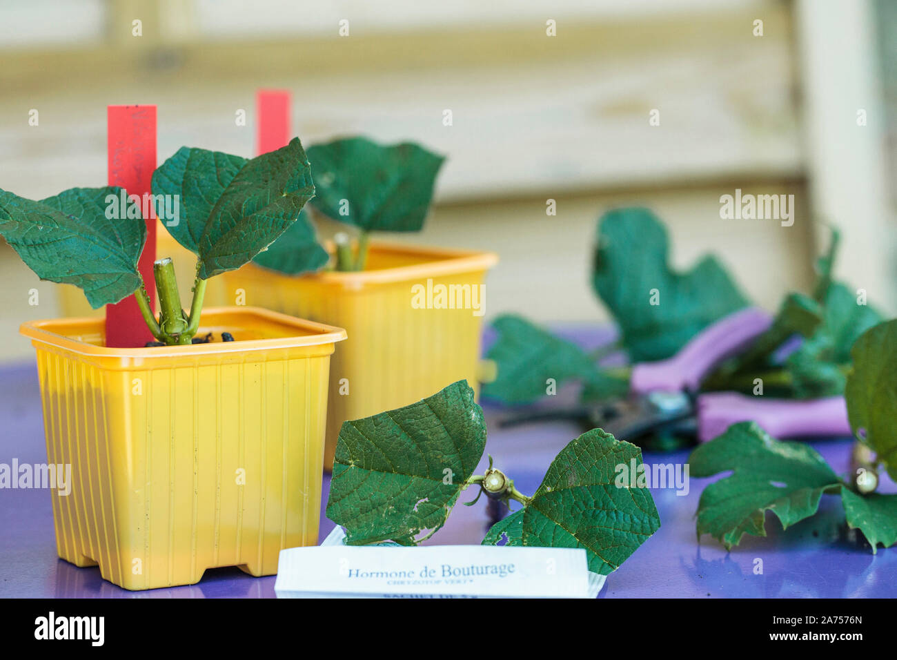 Cutting of Cranberrybushviburnum. Snowball cuttings (Viburnum opulus roseum) in a bucket Stock