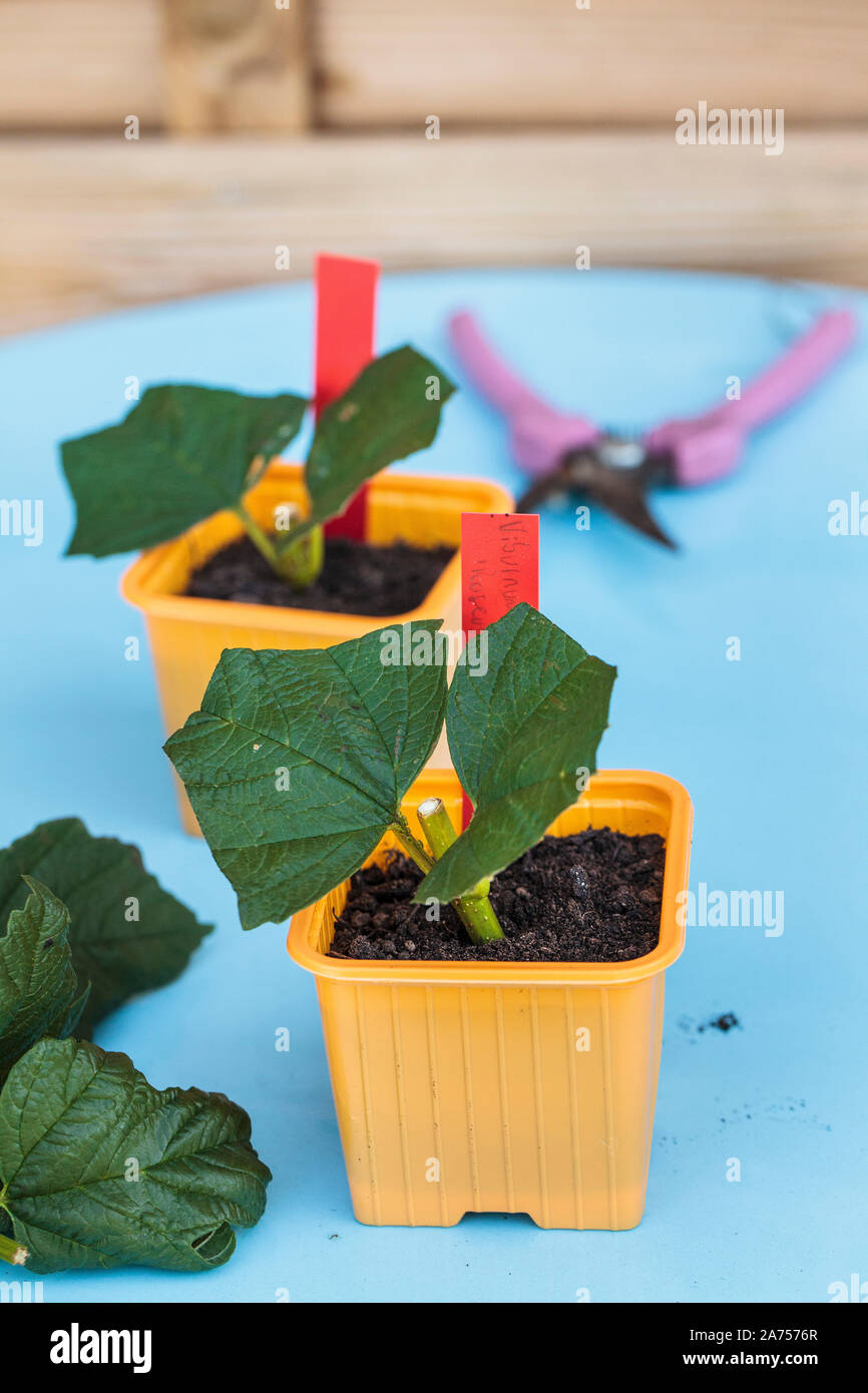 Cutting of Cranberrybushviburnum. Snowball cuttings (Viburnum opulus roseum) in a bucket Stock