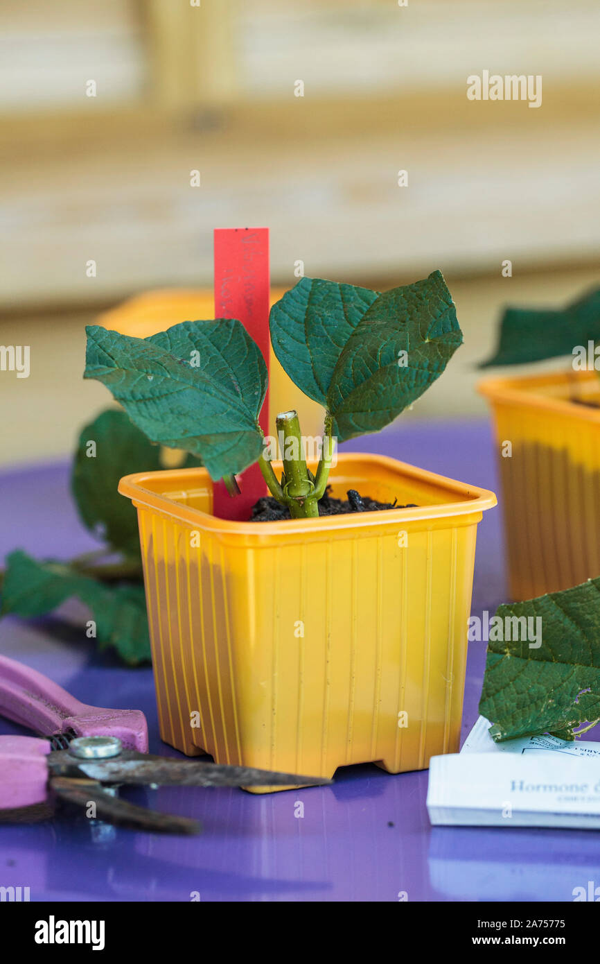 Cutting of Cranberrybushviburnum. Snowball cuttings (Viburnum opulus roseum) in a bucket Stock
