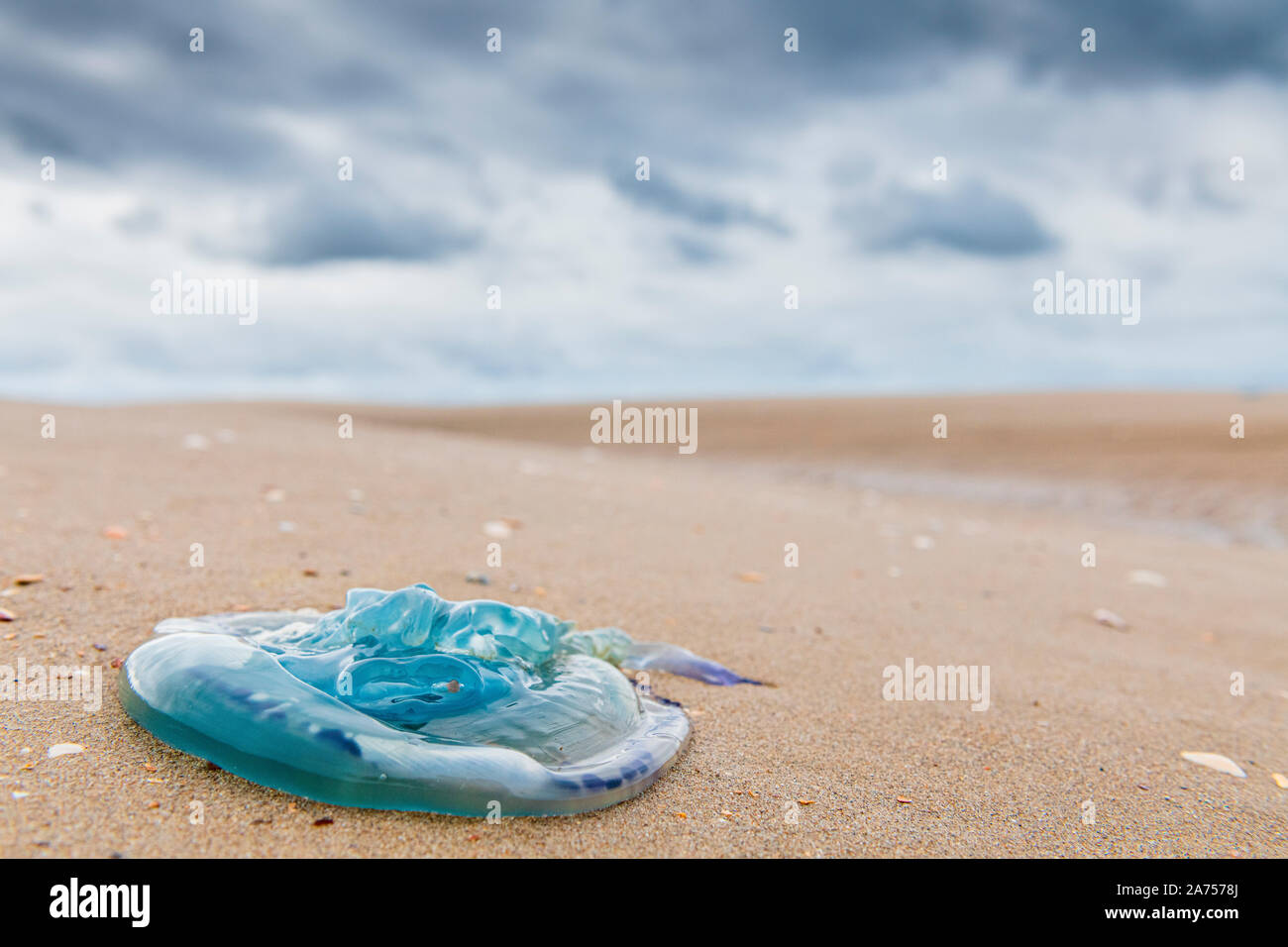 Moon Jellyfish (Aurelia aurita) stranded on a beach in summer, Hauts de France, France Stock Photo