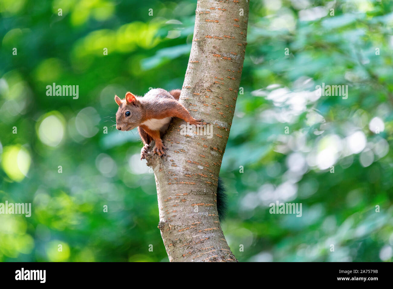 Red squirrel (Sciurus vulgaris) on the trunk of a cherry tree in summer, Moselle, France Stock Photo
