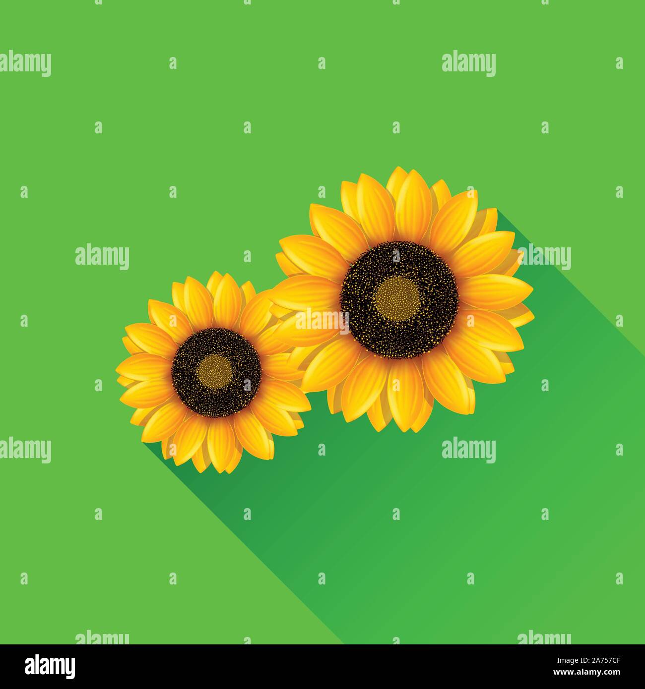 Sunflower leaf closeup Stock Vector Images - Alamy