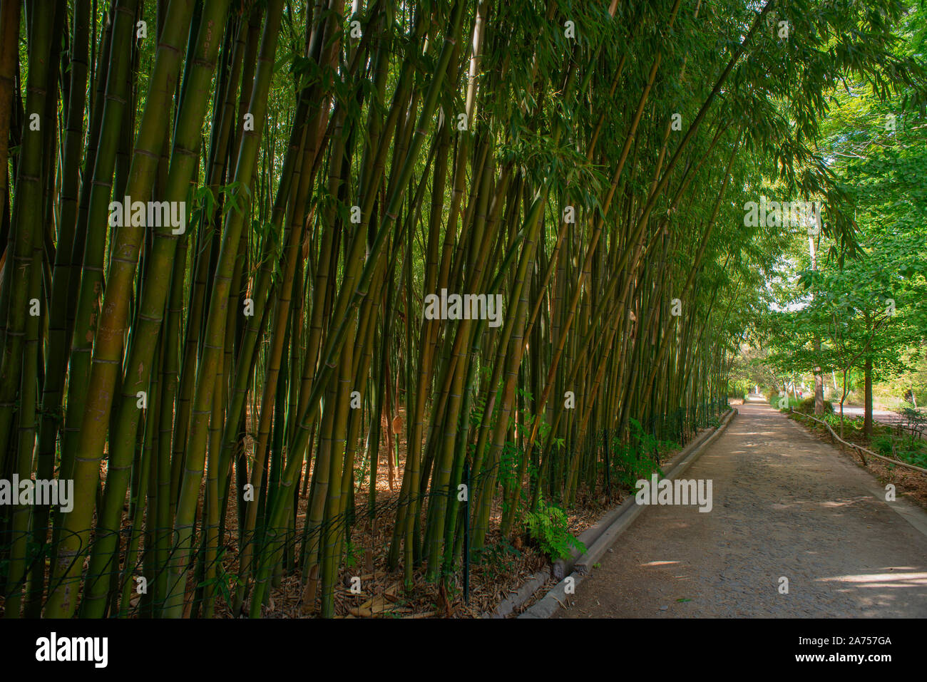 Bamboo Union High Resolution Stock Photography And Images Alamy