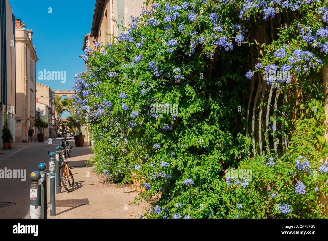 Vegetation of the city by micro flowering, climbing plant Cape ...