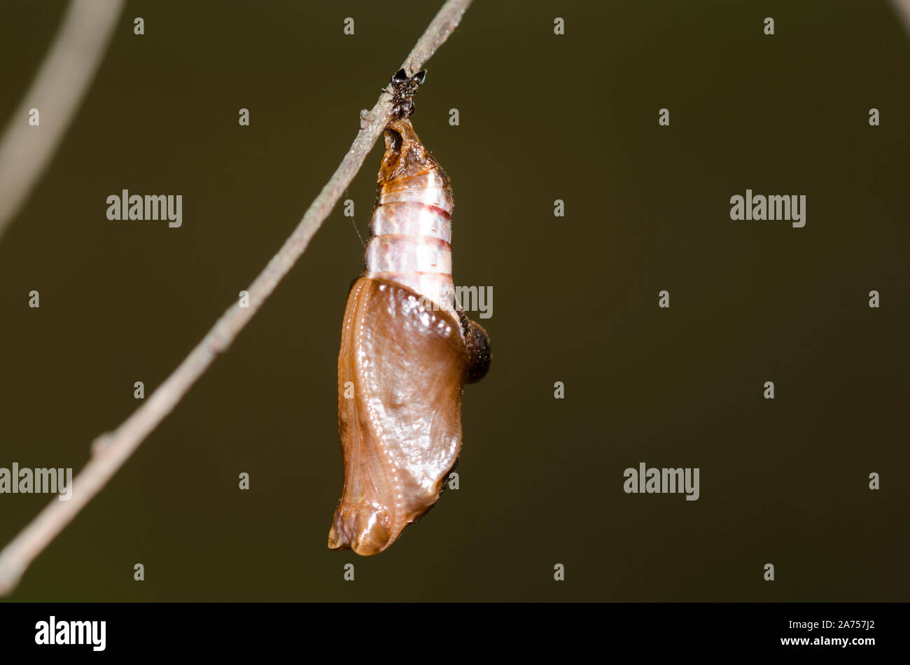 A Chrysalis of a butterfly in the genus Limenitis is being harassed by acrobat ants, Crematogaster sp. Stock Photo