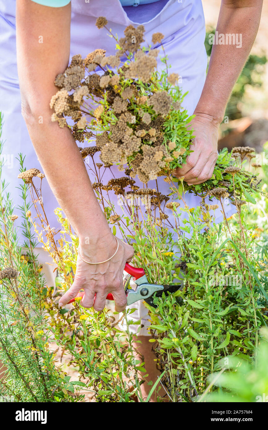 Woman pruning a Sweet yarrow (Achillea ageratum) in summer to encourage