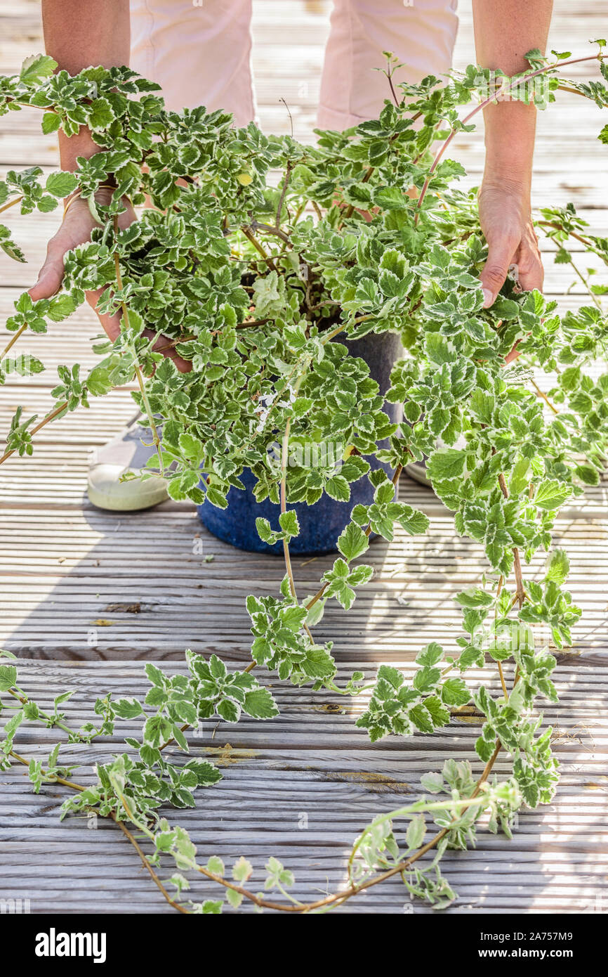 Size of a Mintleaf (Plectranthus coleoides 'Variegata'): during pruning  Stock Photo - Alamy