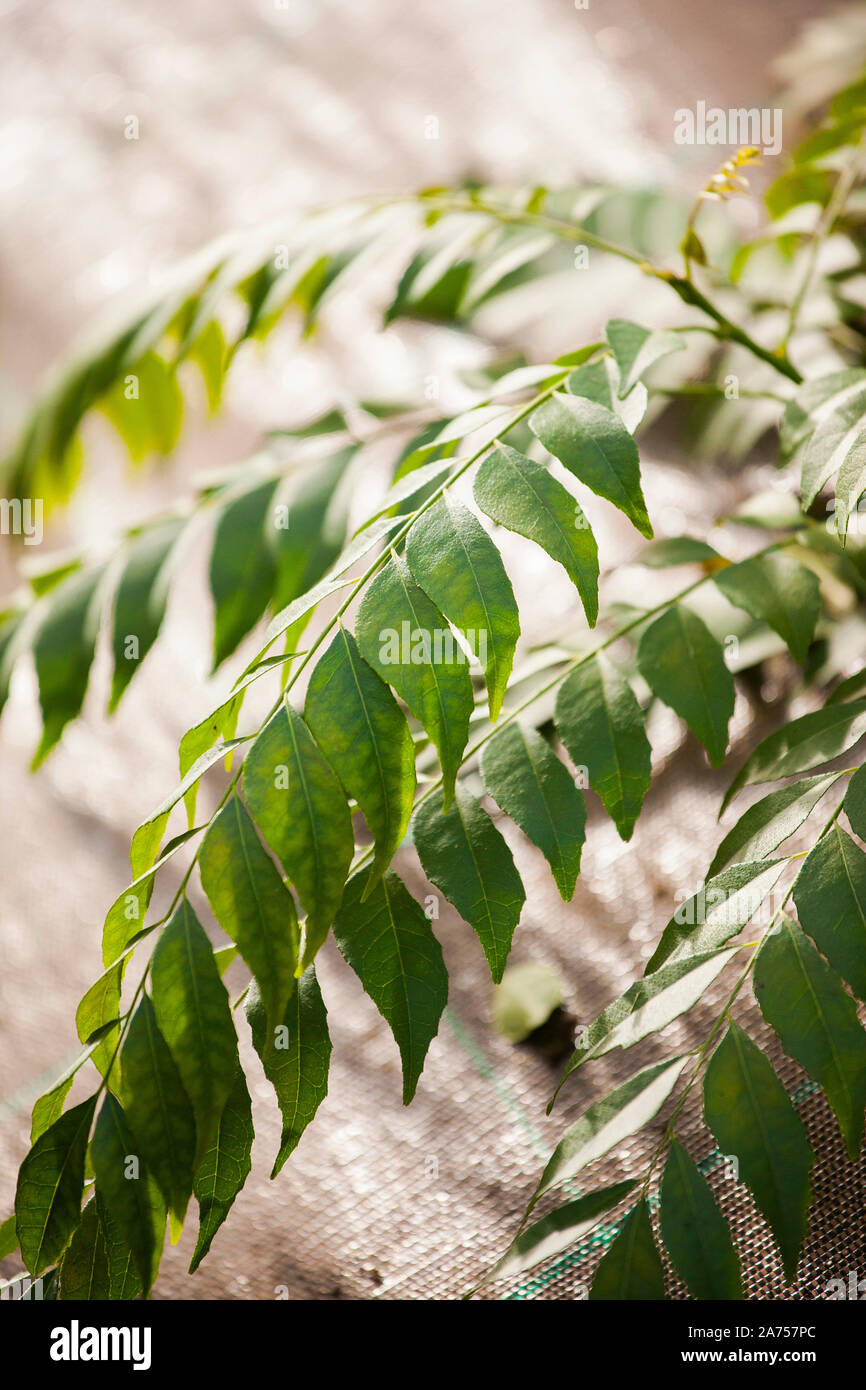 Curryleaf tree (Murraya koenigii) folaiage, This exotic tree is used in Indian and Reunion