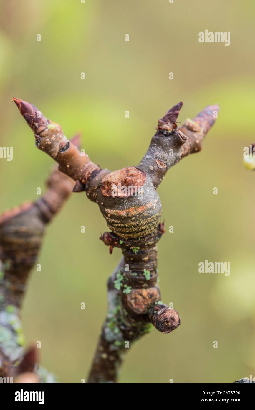 'Lambourde' bud pear: short branch with a bud that will give a button. Stock Photo