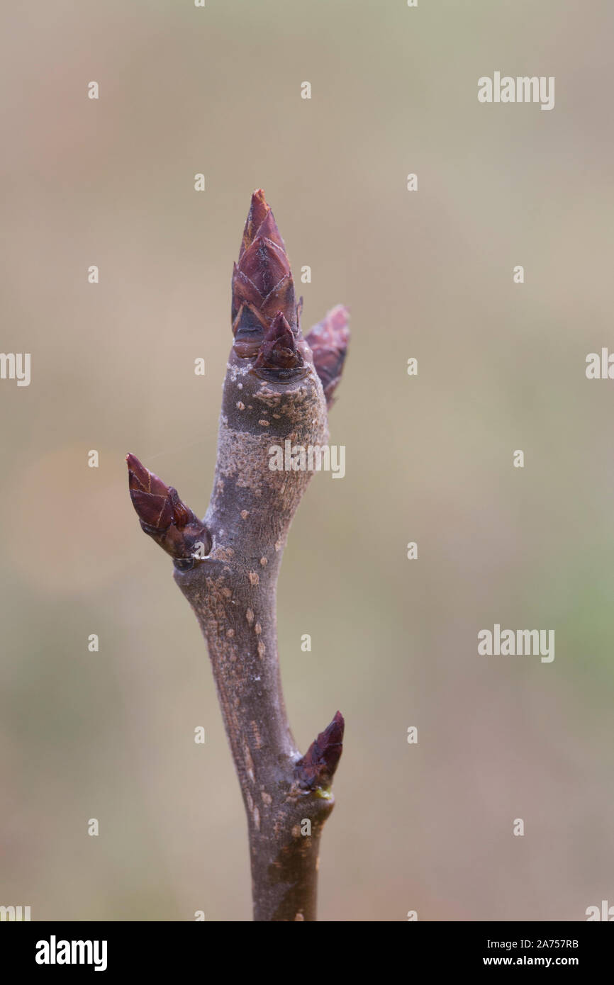 Pear tree purse bud: fruiting branch bulging at its extremity. Stock Photo