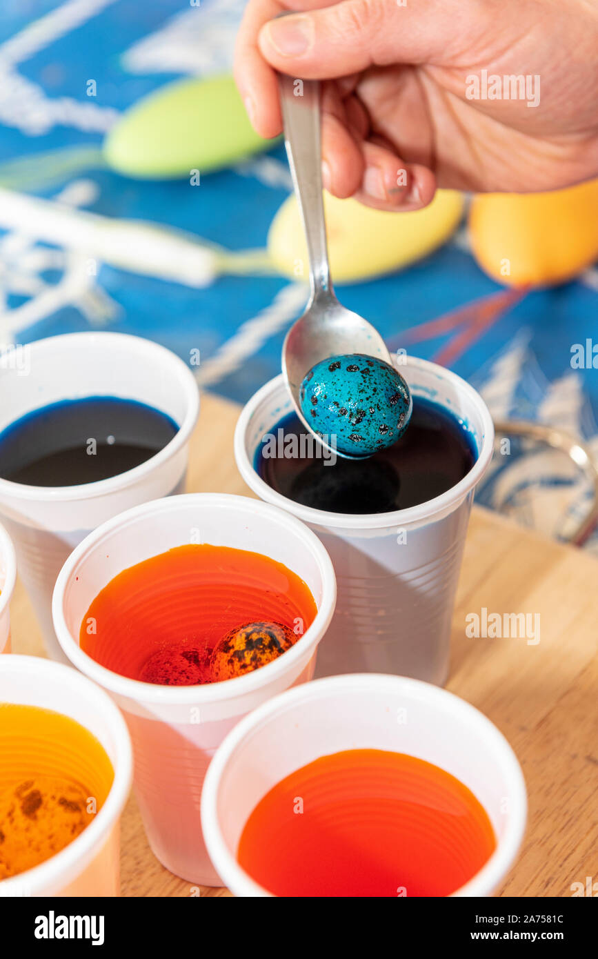 Coloring quail eggs with natural dyes for Easter, spring, Pas de Calais, France Stock Photo