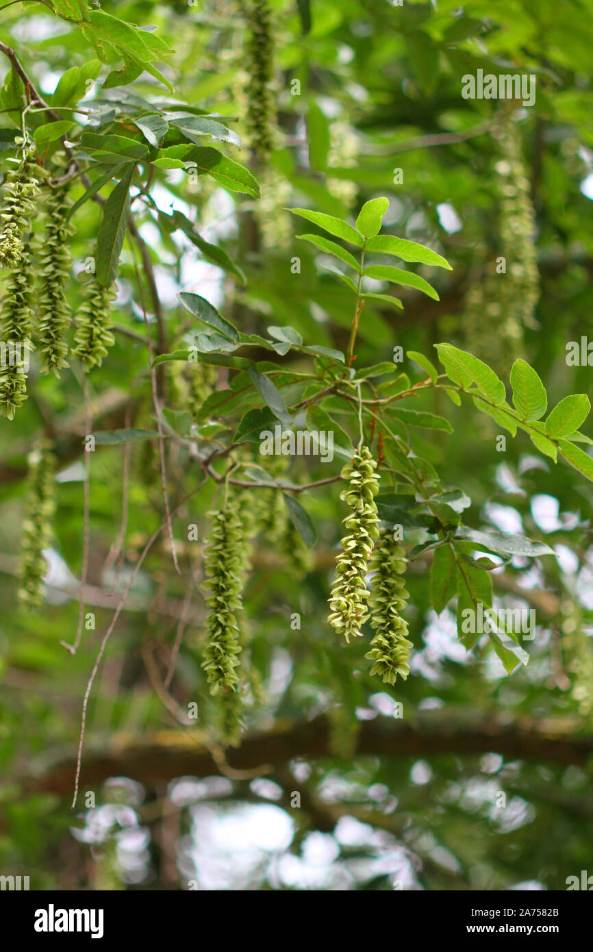Chinese wingnut (Pterocarya stenoptera) leaves and fruits, botanical garden of Tours, Center-Val de Loire, France Stock Photo